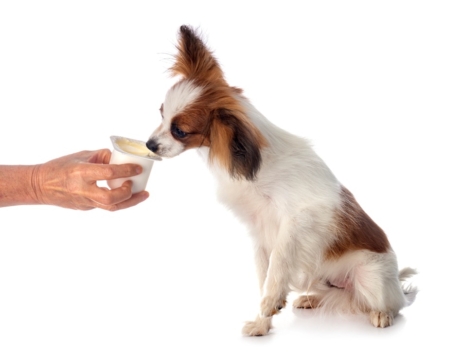 Can I Give My Puppy Milk? The Effect of Dairy on Puppies