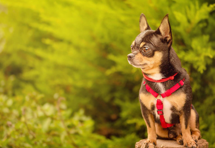 black brown and white chihuahua with a red harness