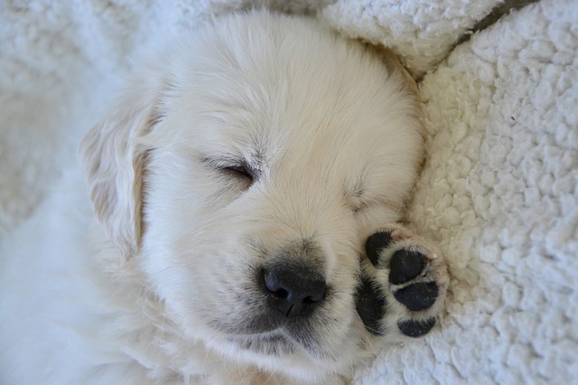 The Top 5 Puppy Pads for Training of 2021