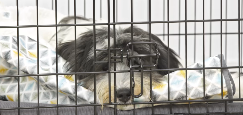 sad bearded collie dog laying in a crate