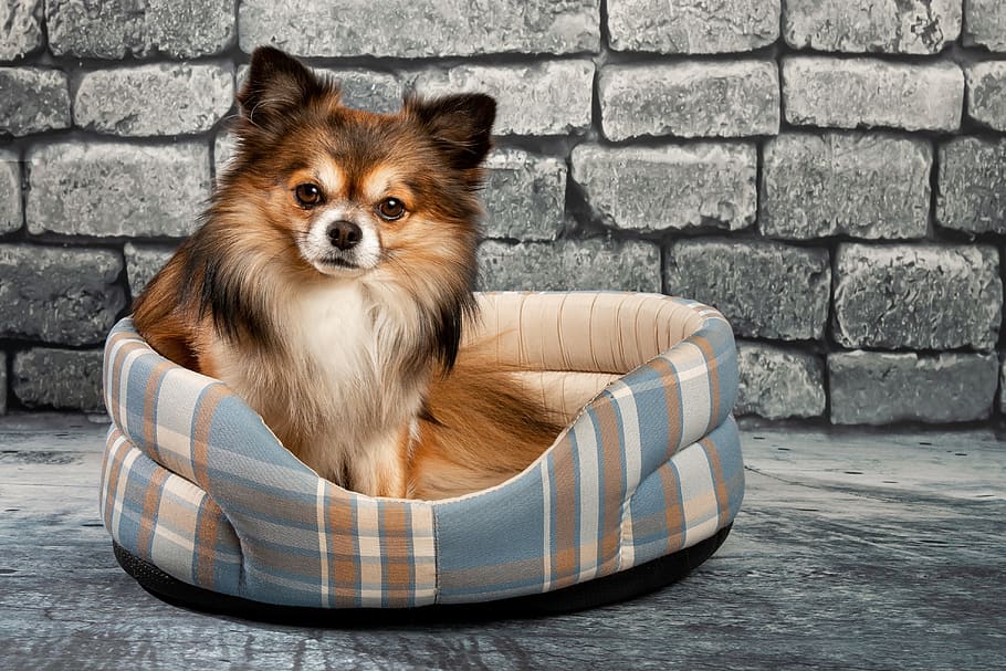 The Best Outdoor Puppy Beds That Money Can Buy