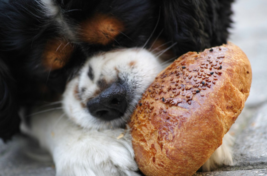 Close-up of hungry dog eating bread

