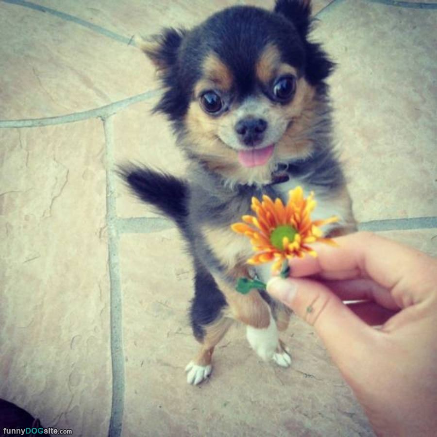 Ahhh A Flower