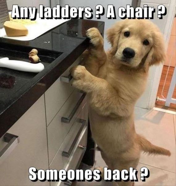 Any Ladders