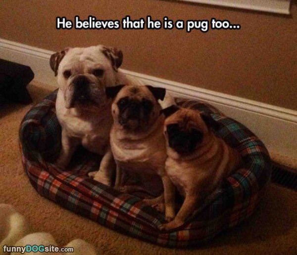 Believes He Is A Pug Too