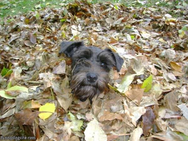 Buried In Leaves