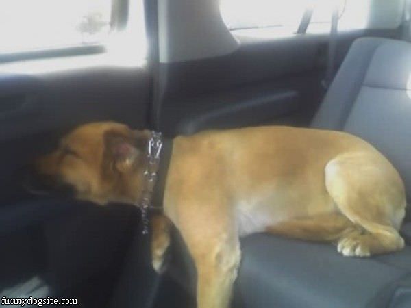 Car Sleep