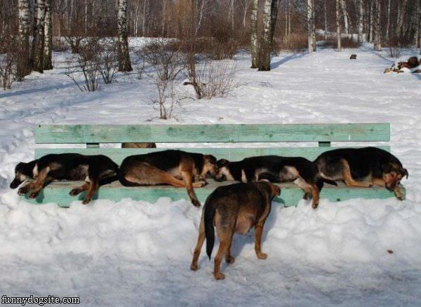 Dog Bench