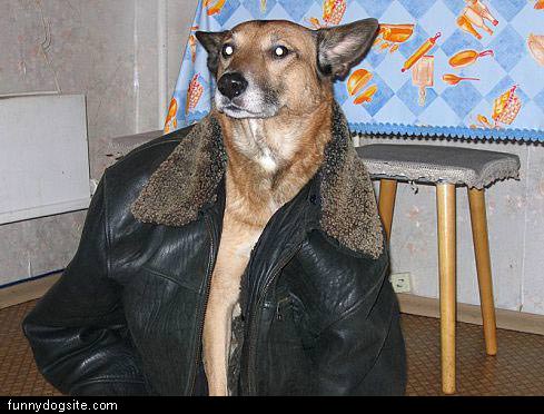 Dog Leather Jacket