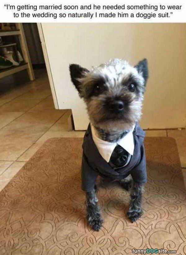Doggie Suit