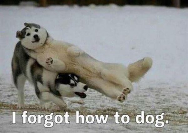 Forgot How To Dog