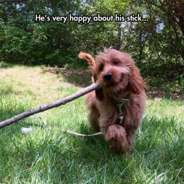 He Loves This Stick