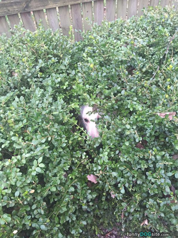 Hiding In The Bushes