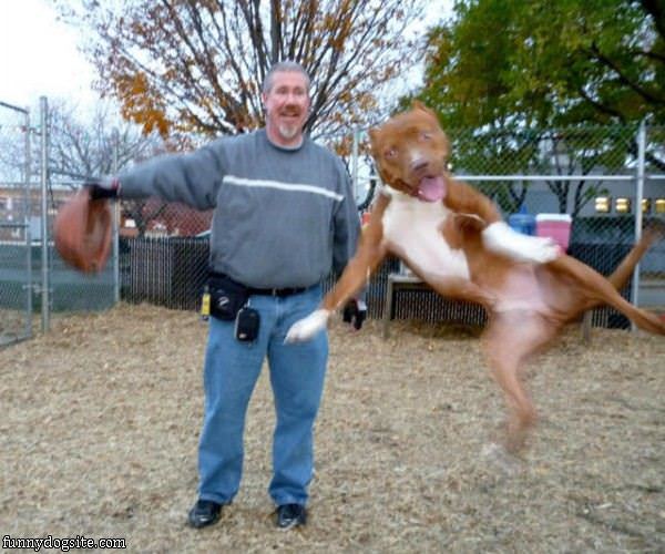 Jumping Photobomb Dog