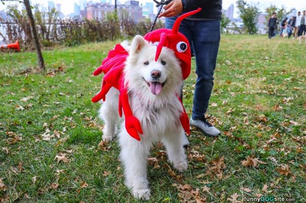 Lobster Dog Is Out