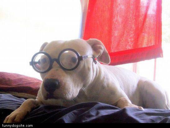 Nice Dog Glasses