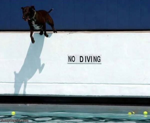 No Diving Dog