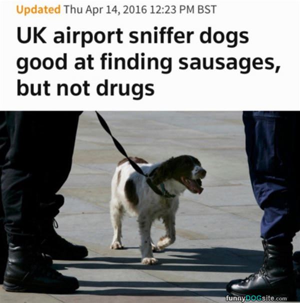 Not Great Drug Dogs