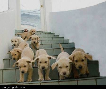 Pups Decend The Stairs