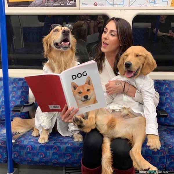 Reading About Dogs