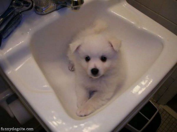 Sink Dog