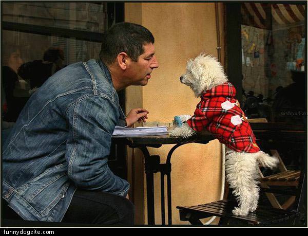 Small Dog At Cafe