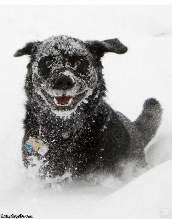 Snow Dog Is Happy