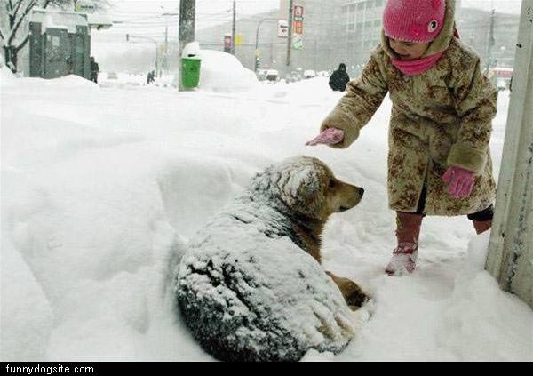 Snowing Dog