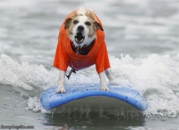 Surf Dog Loves To Surf