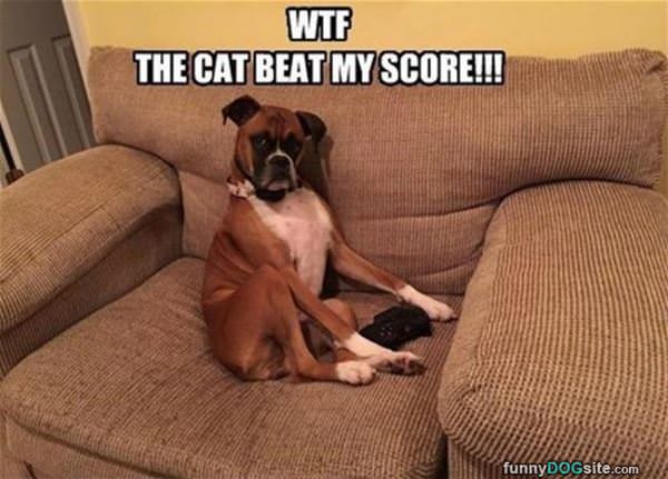 The Cat Beat My Score
