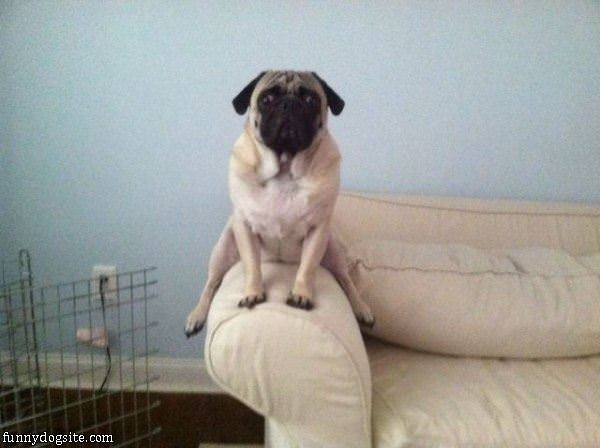 The Couch Pug