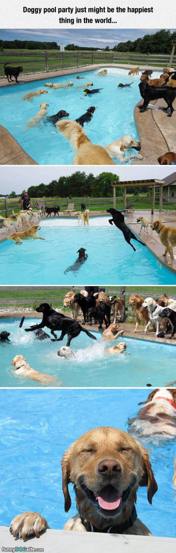 The Doggy Pool Party