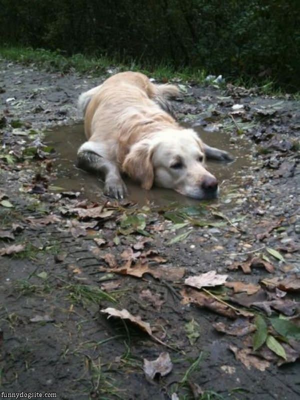 This Dog Loves Mud