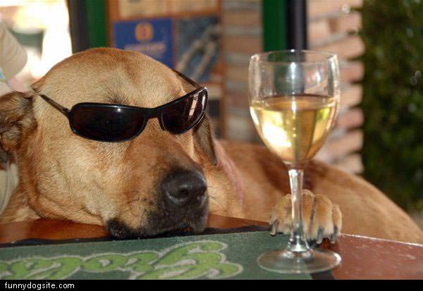 Wine Dog