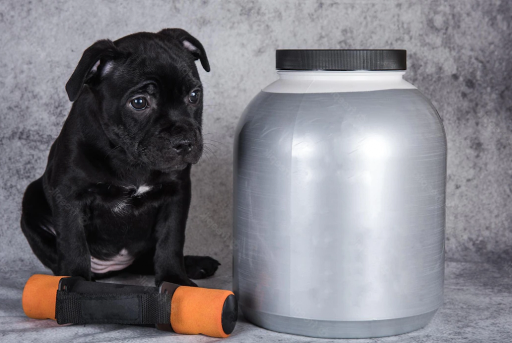 Black american staffordshire bull terrier dog puppy with dumbbells for sports and a jar of vitamins