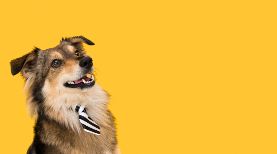 portrait of a dog wearing a tie yellow background 