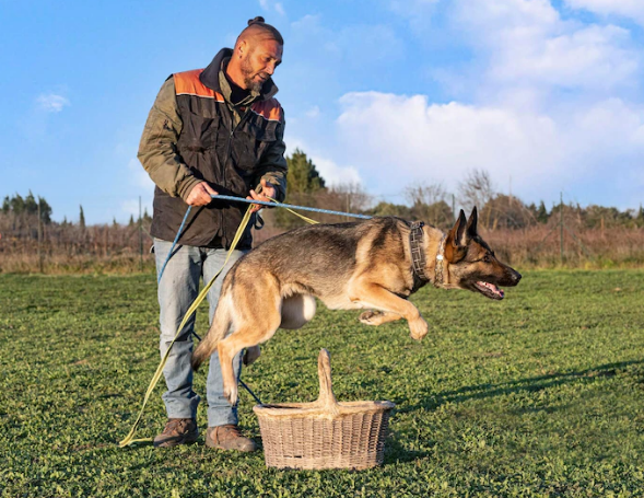 man training German shepherd to jump over a basket