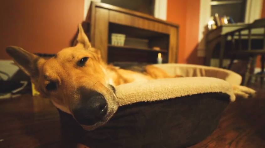 German shepherd dog laying in his bed with a sleepy face