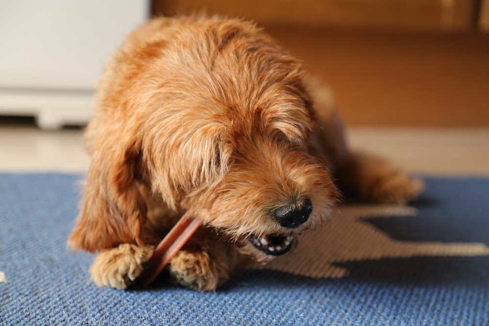The Top Dental Treats for Puppies of 2022