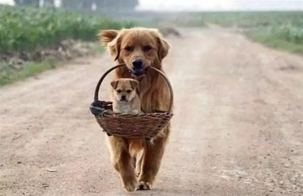 Carrying My Puppy