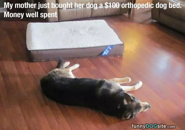 Expensive Dog Bed