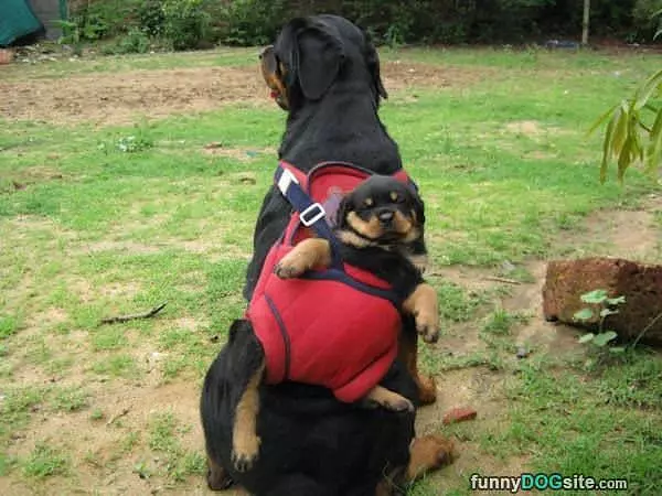 Backpack Puppy