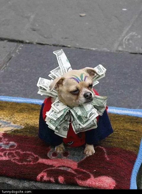 This Dog Is Money