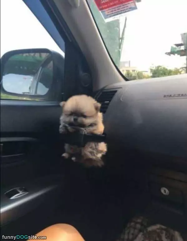 A Tiny Puppy Holder