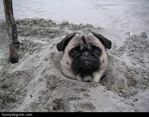 Buried Pug