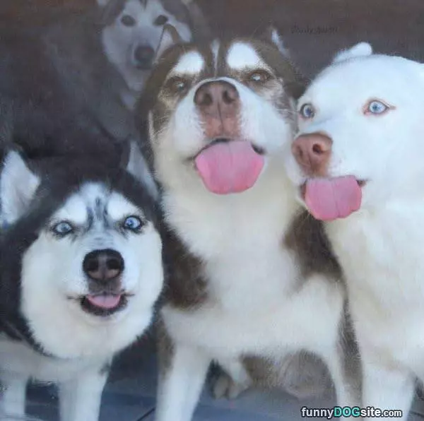 Dogs Licking