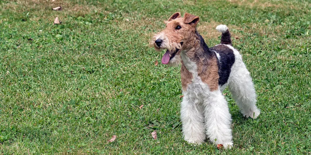 Wire Fox Terrier smiling