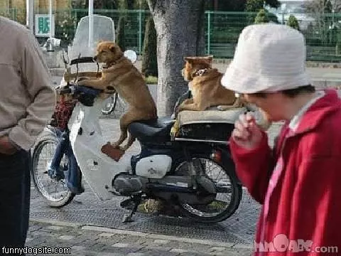 Dogs On A Bike
