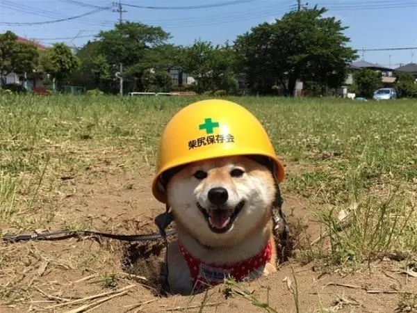 In Charge Of Hole Diggin
