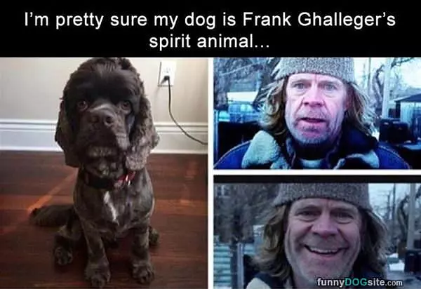 My Dog Is Frank